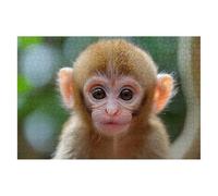 Jigsaw Puzzles for Adults 1000 Animal Jigsaws 1000 Pieces for Adults Wooden Monkey Puzzle Games, Classic Educational Challenging Game for The Whole Families Decompression, Decor Gifts 75x50cm L-02