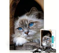 Jigsaw Puzzles for Adults 1000 Blue-Eyed Cute White Cat Sharp Joint Play, Thinking Fun Game, Calm Fun Time, Christmas Leisure Art (50x75cm)