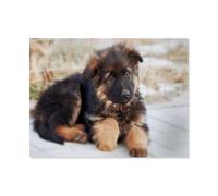 Jigsaw Puzzles for Adults 1000，German Shepherd Dog，Difficult Family Puzzle Educational Games Home Decoration ，Challenging Puzzles for Adults Men & Women Gift（75x50cm）-A65