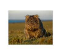 Jigsaw Puzzles for Adults 1000 Piece，A wombat in the Tasmanian evening light, Australia，Difficult Puzzle Perfect Educational Gift for Boys And Girls（38x26cm）-S31