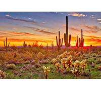 Jigsaw Puzzles For Adults 1000 Piece Colorful Desert Sunset with Saguaro Cactus Sonoran Arizona Southwest Photograph Family Funny Challenging Holiday Puzzles Gift