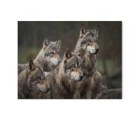 Jigsaw Puzzles for Adults 1000 Piece，Gray Wolf Pack in the Forest，for Adults & Kids Age 12 Years Up Paper Jigsaw，puzzle game（38x26cm）-T75
