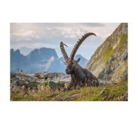 Jigsaw Puzzles for Adults 1000 Piece，Ibex siesta，Educational Games Brain Challenge Jigsaw Puzzles for Adult Kids（75x50cm）-AL22