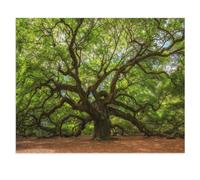 Jigsaw Puzzles for Adults 1000 Piece Jigsaws Puzzles for Adults，Angel Oak Tree in Johns Island, South Carolina，Jigsaw Puzzle 1000 Pieces for Adult Challenging Puzzle Games（75x50cm）-X29