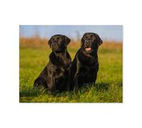 Jigsaw Puzzles for Adults 1000 Piece,Labrador Retriever - Father and Son,Classic Puzzle Teens Boys Girls Puzzles for DIY Intellective Educational Game, Gift Home Decor(75x50cm)-AO33