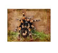 Jigsaw Puzzles for Adults 1000 Piece，Orb Weaver Spider，Classic Puzzle Teens Boys Girls Puzzles for DIY Intellective Educational Game, Gift Home Decor（50x70cm）-AB66