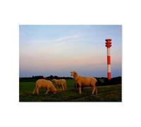 Jigsaw Puzzles for Adults 1000 Piece,Sheep at the lighthouse,Difficult Puzzle Perfect Educational Gift for Boys And Girls(38x26cm)-AQ14