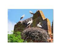 Jigsaw Puzzles for Adults 1000 Piece，Storks on the Ruins of Kraupischken Church，Difficult Puzzle Perfect Educational Gift for Boys And Girls（50x70cm）-AD34
