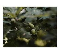 Jigsaw Puzzles for Adults 1000 Pieces -Acorn,Branches,Leaves,Macro 70x50cm