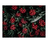 Jigsaw Puzzles for Adults 1000 Pieces -Berries,bunches,red 70x50cm