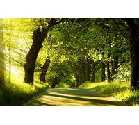 Jigsaw Puzzles for Adults 1000 Pieces Jigsaw Puzzles for Adults Gifts IdeasNatural Scenery,Road,Forest 38x52CM
