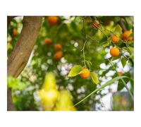Jigsaw Puzzles for Adults 1000 Pieces -Lemon,Citrus,Branch,Leaves,Blur 70x50cm
