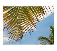 Jigsaw Puzzles for Adults 1000 Pieces -Palm Tree,Leaves,Sky,Tropics 70x50cm