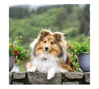 Jigsaw Puzzles For Adults 1000 Pieces，Sheepdog Sheltie Dog Puzzles Large Jigsaw Puzzles Puzzle Kids Game Toys For Home Decor 70x50CM