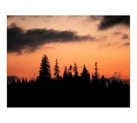 Jigsaw Puzzles for Adults 1000 Pieces -Trees,Silhouettes,Sunset,Dusk 70x50cm