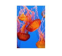 Jigsaw Puzzles for Adults 1000，Spectacular orange jellyfish，Jigsaw Puzzles for Adults, Funny/Difficult/Impossible/Challenging Decompression Games, As a Birthday for Women and Men（75x50cm）-AR61