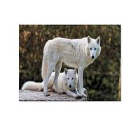 Jigsaw Puzzles for Adults 1000，Two white wolves resting on the rock，Decompressing Intellectual Educational Toy Good Gift for Adults Kids, Home Decor（38x26cm）-N42