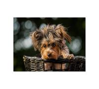 Jigsaw Puzzles for Adults 1000，Yorkshire terrier puppy，1000 Piece Jigsaw Puzzle with Letters on Back ，Challenging Puzzles for Adults as Home Decor（50x70cm）-I70