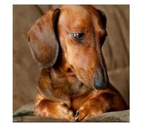 Jigsaw Puzzles for Adults 120 Piece,20x20 cm puzzle for adults Educational Game Challenge Toy 120 Pieces puzzles for Adult Home Decoration Puzzle Dachshund Dog