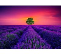 Jigsaw Puzzles for Adults 1200 Piece jigsaw puzzles for Adult Educational Game Challenge Toy 1200 Pieces Puzzle Challenging Games for The Whole for adults,Purple Lavender Fields puzzle Gifts