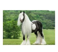 Jigsaw Puzzles for Adults 1200 piece Jigsaws Puzzle 1200 piece for adults puzzles for Adult, Educational Games puzzle Home Decoration (Gypsy Horse Racing)