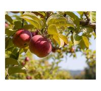 Jigsaw Puzzles for Adults 1500 Piece Educational Games-Apples,fruit,branch 87x57cm