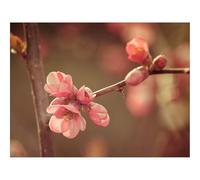 Jigsaw Puzzles for Adults 1500 Piece Educational Games-Flower,spring,bloom 87x57cm