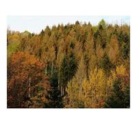 Jigsaw Puzzles for Adults 1500 Piece Educational Games-forests,autumn,trees 87x57cm