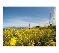 Jigsaw Puzzles for Adults 1500 Piece Educational Games-Wild Flowers,Flowers,Field,Bridge,Landscape 87x57cm