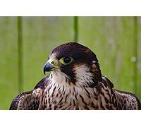 Jigsaw Puzzles For Adults 200 Piece Peregrine Falcon Predator Raptor Hunter Jigsaw Puzzle Game Artwork For Adults, Teenagers, High Definition Printing Floor Puzzle Multi-Colour 35x25CM