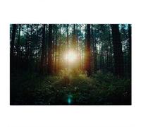 Jigsaw Puzzles for Adults 3000, Forest Jigsaw Puzzles for Adults, Sunset Jigsaws 3000 Pieces Wooden Puzzle with Exquisite Packaging Box, Impossible Puzzle for Home Decor, Gifts for Women/Men, -4449