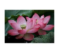 Jigsaw Puzzles for Adults 3000, Lotus Jigsaws 3000 Pieces for Adults, Impossible Wooden Plant Jigsaw Puzzle for The Whole, Classic Challenging Puzzle Game for Decompression, Gifts for Women -2085