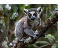Jigsaw Puzzles for Adults 3000, Ring Tailed Lemur Animals 3000 Piece Puzzles for Adults, Jigsaw Puzzle Games Classic Educational, Family Activities, for Home Wall Decoration Gift R0KH-436
