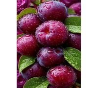 Jigsaw Puzzles for Adults 500 Challenging Puzzle Games Impossible Puzzle Purple Fruit Puzzles 500 Pieces