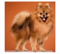 Jigsaw Puzzles for Adults 500 Piece,45x45 cm puzzle for adults Educational Game Challenge Toy 500 Pieces puzzles for Adult Home Decoration Puzzle Brown Cute Dog