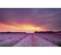 Jigsaw Puzzles for Adults 500 Piece Jigsaws 500 Pieces for Adults Gifts, Field, Lavender 52x38CM