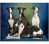 Jigsaw Puzzles For Adults 500 Piece,Whippet Dog Puzzles Intellectual Game Learning Toys Home Decoration Puzzle 52x38CM