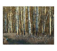 Jigsaw Puzzles for Adults 500 Pieces -Birches,trunks,dandelions 52x38cm
