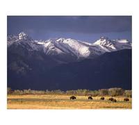 Jigsaw Puzzles for Adults 500 Pieces -Bisons,mountains,pasture 52x38cm