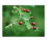 Jigsaw Puzzles for Adults 500 Pieces -Rose Hips,Berry,Branch,Leaves 52x38cm