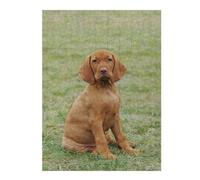 Jigsaw Puzzles for Adults 52x38cm/1000pcs Hungarian Vizsla Puppy Jigsaw for Adults Brain Teaser Game A Work of Art Birthday Present, Gifts, 52x38cm/1000pcs
