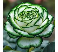 Jigsaw Puzzles For Adults 70 piece,Green Rose Flowers jigsaw puzzle 16x16 cm Challenging puzzles,DIY Puzzle for Home Decoration Family Perfect Game