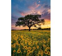 Jigsaw Puzzles for Adults 700 Piece Field Sunflowers Sunset, Jigsaws 700 pieces for adults Family Activity, Challenging puzzles Games, Colourful, Beautiful Decoration Puzzle