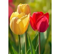 Jigsaw Puzzles for Adults 700 Piece Red Tulip Flowers, Jigsaws 700 pieces for adults Family Activity, Challenging puzzles Games, Colourful, Beautiful Decoration Puzzle