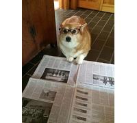 Jigsaw Puzzles for Adults - Corgi Cute Butt -Animal Wooden Puzzle - Puzzles for Youthren Home Decor Funny Game Best Gift Preschool Toys_1000pcs