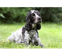 Jigsaw Puzzles For Adults Kid Jigsaw Puzzles Dog Cocker Spaniel Canine Animal White Black Classic Jigsaw Puzzle 300 Pieces 38x26CM