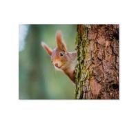 Jigsaw Puzzles for Teenagers 1000，Curious red squirrel peeking out from behind the tree trunk，For Teenagers Family Activities Educational Challenge Gifts for Friends And Family（38x26cm）-P8