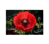 Jigsaw Puzzles1000 Piece Yyhwhjde Beautiful Red Poppy Flower Prints Quality Wooden Puzzle for Adults and Kids, Fun Puzzles, Stress Relieving Puzzles