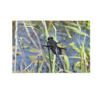 Jigsaw Puzzles1000 Piece Yyhwhjde Black Dragonfly On Grass Pattern Quality Wooden Puzzle for Adults and Kids, Fun Puzzles, Stress Relieving Puzzles