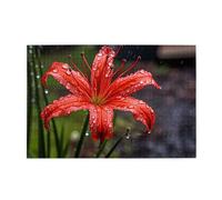 Jigsaw Puzzles1000 Piece Yyhwhjde Red Lilies in Bloom Prints Educational Intellectual Wooden Puzzles, Fun Puzzles, Stress Relieving Game